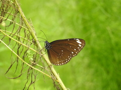 Euploea crameri bremeri