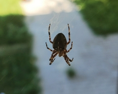 Araneus diadematus