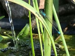 Ischnura elegans
