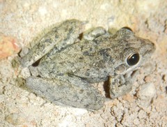 Litoria inermis