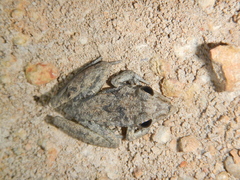 Litoria inermis