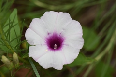 Ipomoea shumardiana