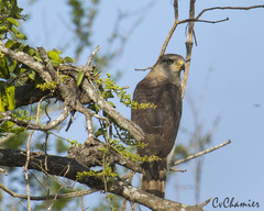 Circaetus fasciolatus