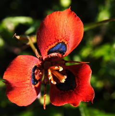 Moraea tulbaghensis