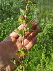 Ribes hirtellum