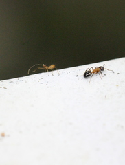 Dolichoderus sibiricus