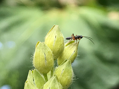 Ichneumonidae