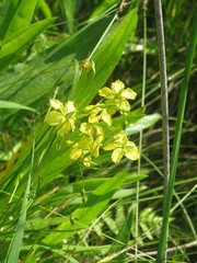 Lysimachia quadriflora