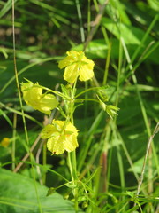 Lysimachia quadriflora