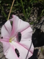 Acmaeodera cylindrica