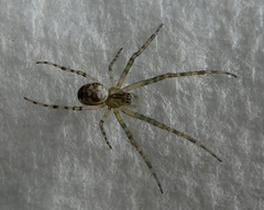 Metellina
