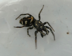 Araneae