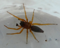 Araneae