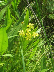 Lysimachia quadriflora