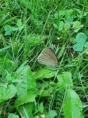 Aphantopus hyperantus