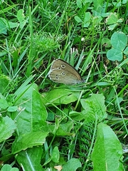 Aphantopus hyperantus