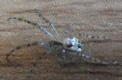 Araneae