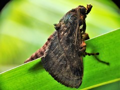 Phocoderma velutina