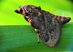 Phocoderma velutina