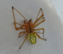 Araneae