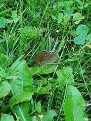 Aphantopus hyperantus