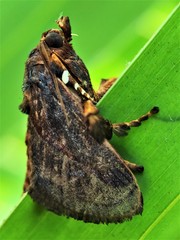 Phocoderma velutina