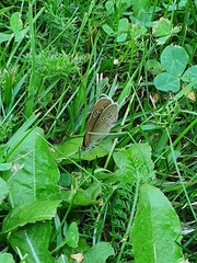 Aphantopus hyperantus