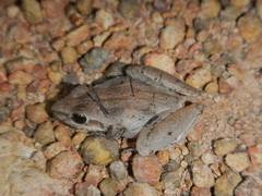 Litoria inermis