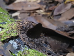 Faunis canens arcesilas