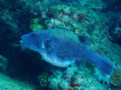 Arothron caeruleopunctatus