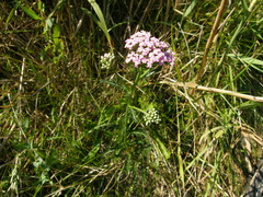 Achillea inundata