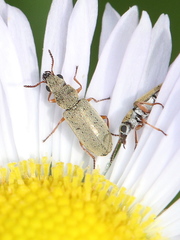 Danacea nigritarsis