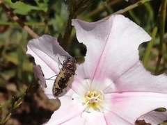 Acmaeodera pilosellae