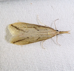 Donacaula longirostrallus