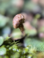 Marchantia chenopoda