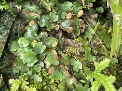 Marchantia chenopoda