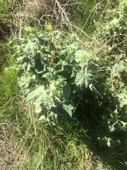 Malacothamnus aboriginum