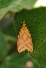 Hypercallia citrinalis