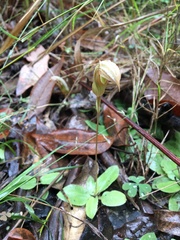 Pterostylis ophioglossa