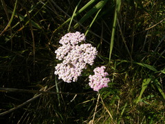 Achillea inundata