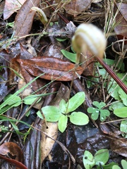 Pterostylis ophioglossa