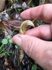 Pterostylis ophioglossa