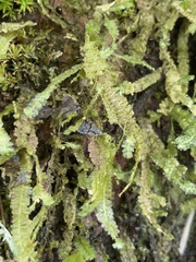 Neckeropsis undulata