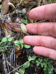 Pterostylis ophioglossa