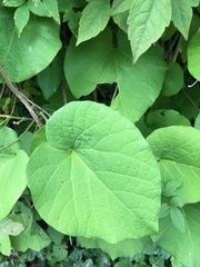 Aristolochia clematitis