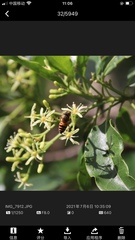 Eristalinus quinquestriatus