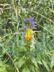 Melampyrum nemorosum