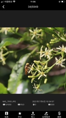 Eristalinus quinquestriatus