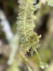 Neckeropsis undulata