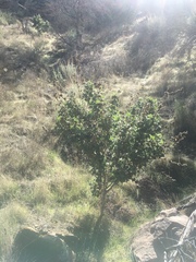 Malacothamnus aboriginum